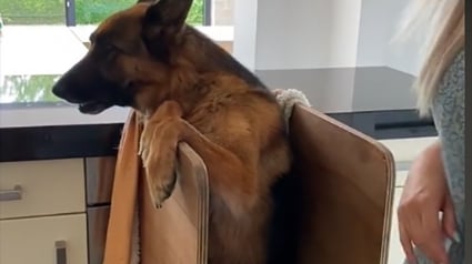 Illustration : Cette chienne Berger Allemand mange dans une chaise bébé pour une raison bien particulière (vidéo)