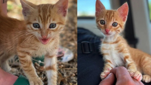 Illustration : "Un couple de vacanciers rentre à la maison avec un chaton trouvé seul en bord de route"