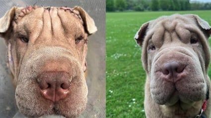 Illustration : Un Shar-Pei issu d’un sauvetage retrouve la vue grâce à un lifting