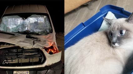 Illustration : Après un accident de voiture, ce chat disparaît durant près d’un mois