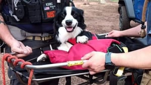 Illustration : Un chien secouru lors d’une randonnée en montagne par forte chaleur