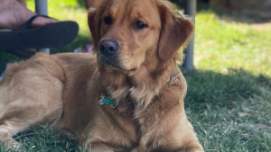 Illustration : "Après une fugue, un dognapping puis un sauvetage, ce Golden Retriever retrouve enfin sa famille"