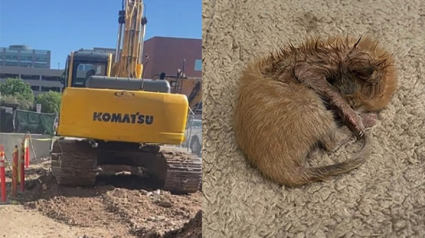 Illustration : Un chaton de quelques heures coincé dans une pelleteuse sauvé par le chauffeur (vidéo)