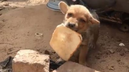 Illustration : Ce chiot errant transportant son morceau de pain ne sachant pas de quoi sera fait le prochain repas, secouru par une association (vidéo)