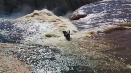 Illustration : Une opération de sauvetage lancée en urgence pour un chien emporté par une cascade et bloqué au bord d'une rivière