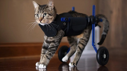 Illustration : Un chaton handicapé retrouve sa mobilité grâce à un dispositif à roulettes offert par une association (vidéo)