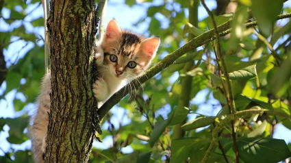 Illustration : Le voisinage demande de l'aide à un élagueur pour sauver un chat coincé dans un arbre de 12 mètres de haut