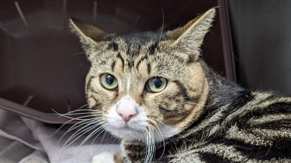 Illustration : Un chat abandonné dans une boîte attire l'attention d'un chien et de sa maîtresse en promenade