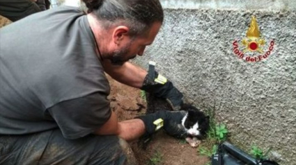 Illustration : Un chat tombe du troisième étage et atterrit dans un puits profond : les pompiers lui viennent en aide