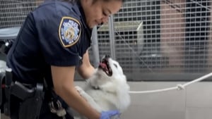 Illustration : Une officière de police libère un chien de la fournaise d'une voiture, puis décide d'aller plus loin