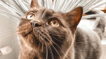 Illustration : 20 photos de chats dont la robe chocolat leur offre un charme inégalable