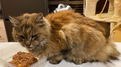 Illustration : Perdu dans un aéroport, un chat sénior reste introuvable pendant 10 jours malgré les incessantes recherches