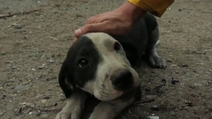 Illustration : La vidéo émouvante du sauvetage d’un chiot après le passage de l’incendie de McKinney en Californie