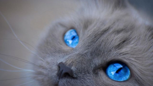 Illustration : 20 photos de chats dont les yeux magnifiquement bleus reflètent le ciel