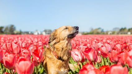 Illustration : 14 magnifiques photos de Tofu, chienne traumatisée que rien n'apaise autant que les fleurs