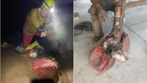 Illustration : Opération de sauvetage délicate dans une grotte pour un chien perdu depuis près de 2 mois