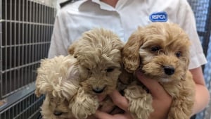 Illustration : 20 chiots abandonnés sur une aire de repos d’autoroute : une enquête est en cours