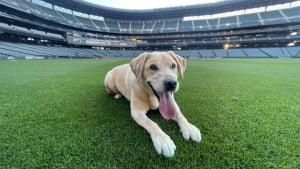 Illustration : "Un Labrador Retriever de refuge devient le ramasseur de balles officiel de l’équipe de baseball de Seattle"