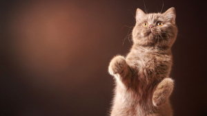 Illustration : 11 jolies robes de chats à (re)découvrir absolument !