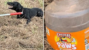 Illustration : Habitants et policiers se mobilisent pour sauver une chienne ayant la tête coincée dans un bocal depuis une semaine