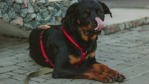 Illustration : "Un Rottweiler laissé 4 jours sur un balcon sans ressource : son maître placé en garde à vue"