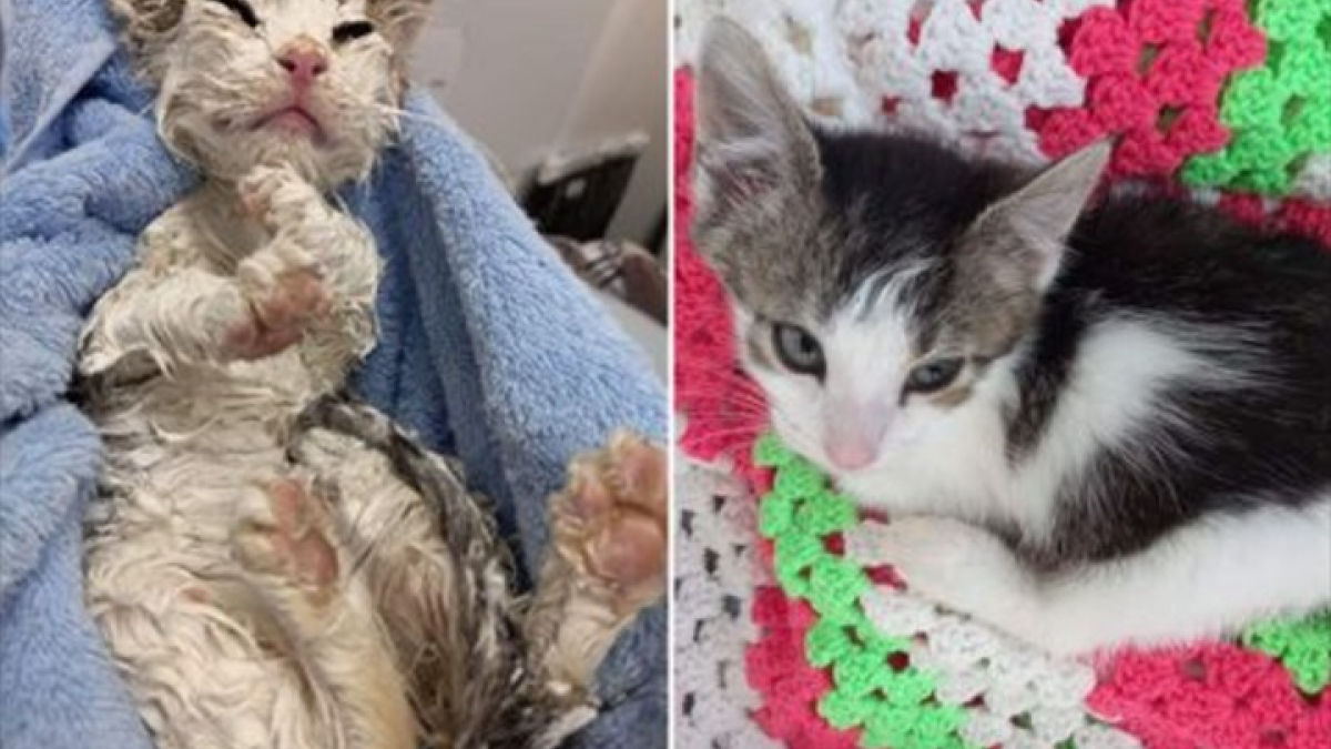 Kitten Found With Paint Stuck In Horrific Act Of Cruelty Mrilacom