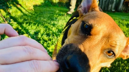 Illustration : Maya, chienne incomprise qui se rongeait les pattes, attend de trouver une famille aimante depuis près de 2 ans