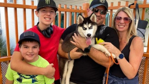 Illustration : Le Husky enfermé dans une voiture pendant que son maître jouait au casino a trouvé une nouvelle famille