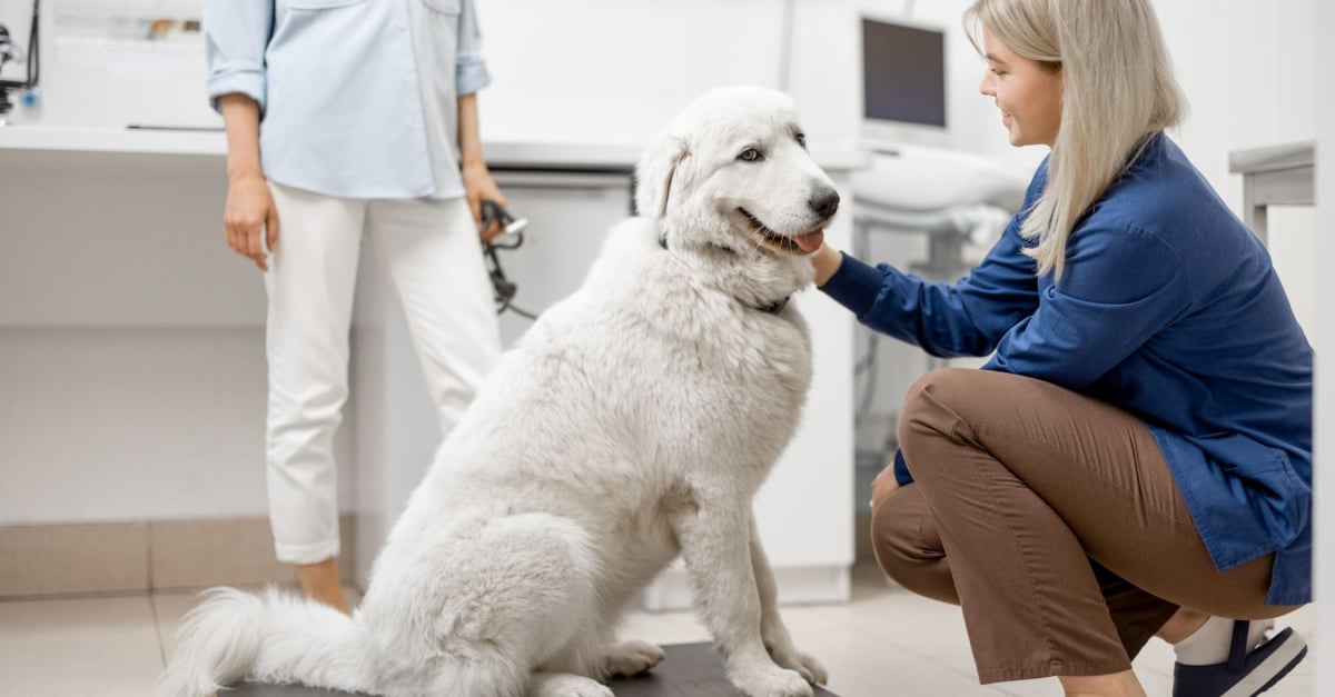 Evaluer Le Score D Etat Corporel De Son Chien Ou De Son Chat