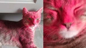 Illustration : Un chat revient chez lui complètement recouvert de peinture, ses propriétaires veulent que justice lui soit rendue