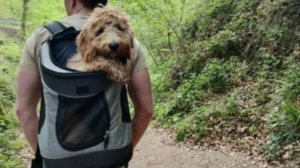 Illustration : 20 chiens confortablement installés dans leur sac et fin prêts pour la rando