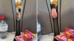 Illustration : La vaine mais hilarante tentative de ce Golden Retriever d'attraper des chips dans un train devient virale