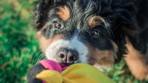 Illustration : 20 photos d'un Bouvier Bernois prises pendant 4 ans et montrant l'évolution de ce magnifique chien