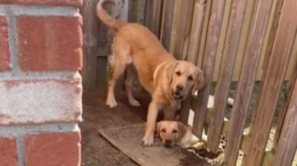 Illustration : Un Golden Retriever creuse un trou sous la clôture pour que la chienne des voisins puisse venir jouer avec lui (vidéo)