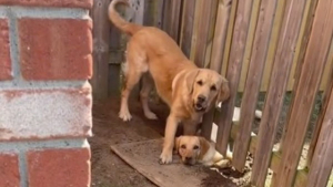 Illustration : Un Golden Retriever creuse un trou sous la clôture pour que la chienne des voisins puisse venir jouer avec lui (vidéo)