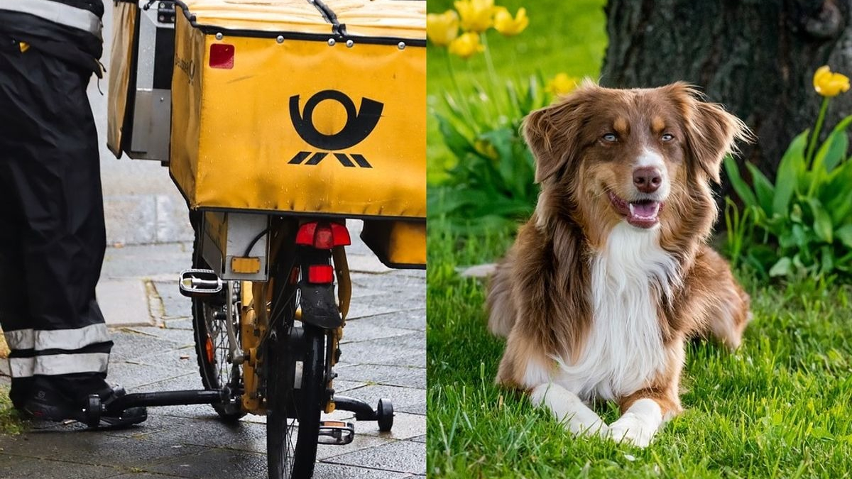 Illustration : "Un facteur voit un chien en train de s'étouffer et passe aussitôt à l'action"