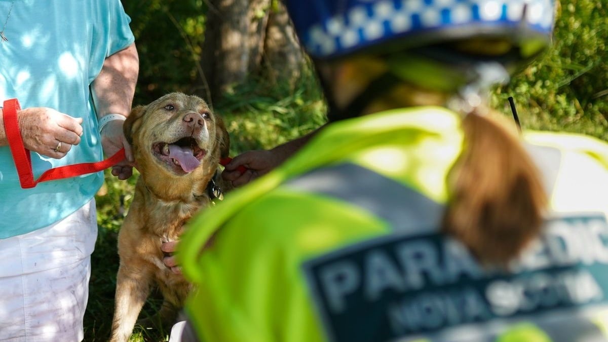 Illustration : "Coincé dans une maison en feu, un chien s'étant résigné à son sort voit les pompiers approcher"