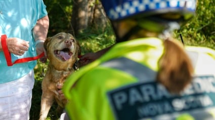 Illustration : Coincé dans une maison en feu, un chien s'étant résigné à son sort voit les pompiers approcher