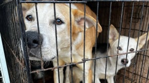 Illustration : 5 chiens, 4 chats et 2 furets sauvés de leurs conditions de vie insalubres dans la Somme : une plainte a été déposée pour abandon