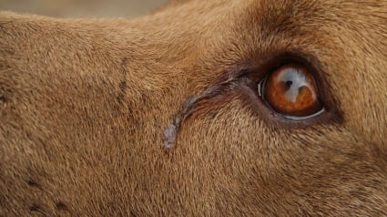 Illustration : Votre chien pleure bien lorsqu'il vous retrouve après une longue séparation, une étude le confirme