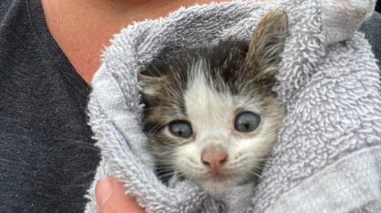 Illustration : Un chaton sauvage tombe dans un égout lors du sauvetage de l’ensemble de sa famille : 40 heures avant de l’évacuer (vidéo) 