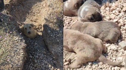 Illustration : Une chienne et ses 7 bébés enterrés vivants après un éboulement sauvés par un vétérinaire (vidéo)