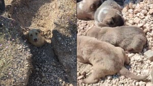 Illustration : Une chienne et ses 7 bébés enterrés vivants après un éboulement sauvés par un vétérinaire (vidéo)