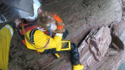 Illustration : Un chien qui a chuté d’une falaise de 30 mètres survit miraculeusement et est secouru par les sauveteurs en mer (vidéo)