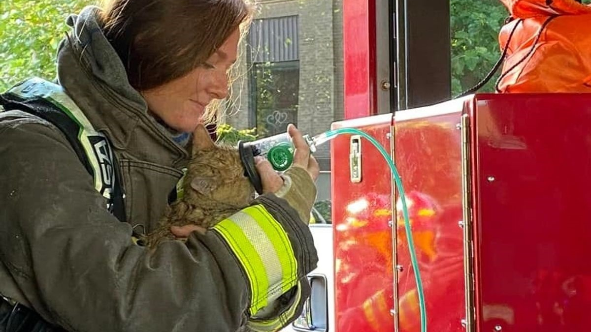 Illustration : "En intervenant dans une habitation en feu, les pompiers découvrent un chat terrifié et respirant péniblement"