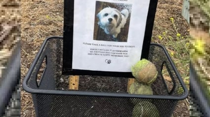 Illustration : En promenant son chien, elle découvre avec émotion un panier contenant des balles de tennis et la photo d'un canidé