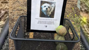 Illustration : En promenant son chien, elle découvre avec émotion un panier contenant des balles de tennis et la photo d'un canidé