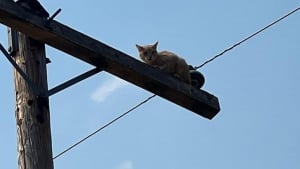 Illustration : Un chat se retrouve coincé au sommet d'un poteau électrique haut de plusieurs mètres, les pompiers passent à l'action