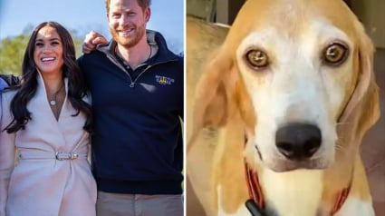 Illustration : Meghan Markle et le prince Harry adoptent un des 4 000 Beagles secourus d’un élevage de Virginie