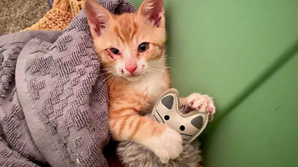 Illustration : Un chaton jeté sans ménagement d’une voiture en marche et sauvé in extremis par une bonne samaritaine se bat pour la vie